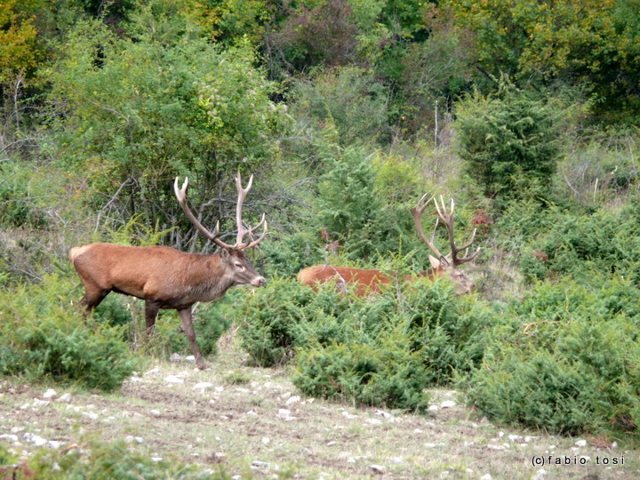 Alla corte di Sua Maest l''Unicorno - (fotoracconto fantasy)